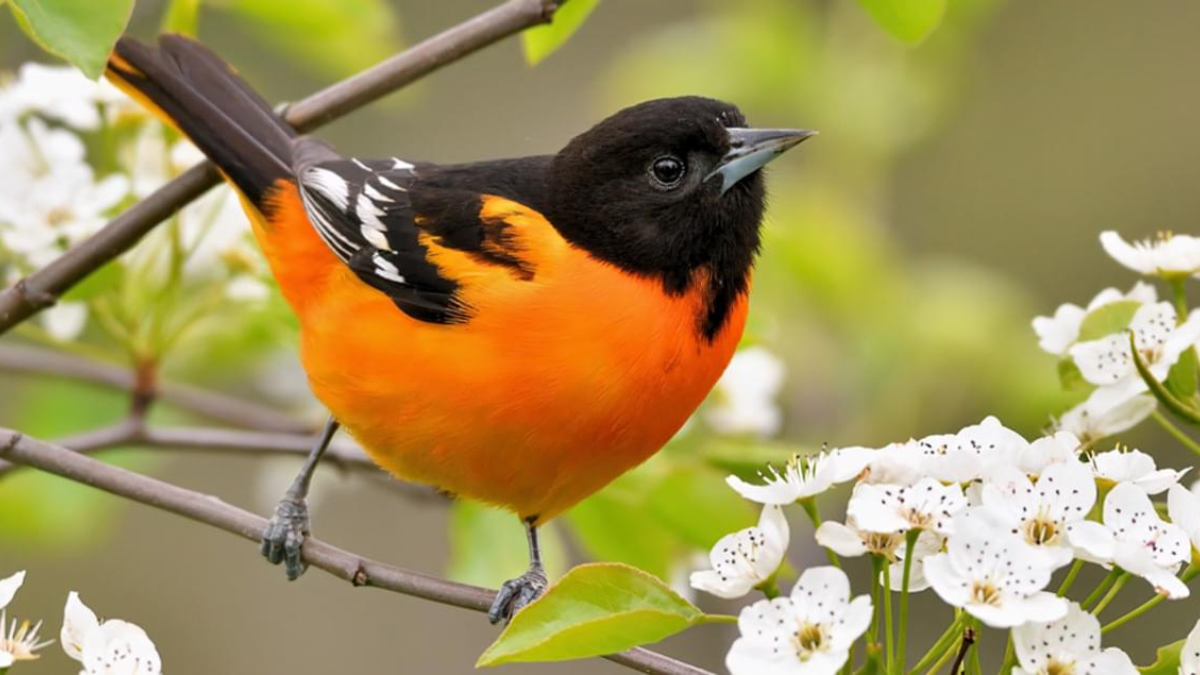 Oriole